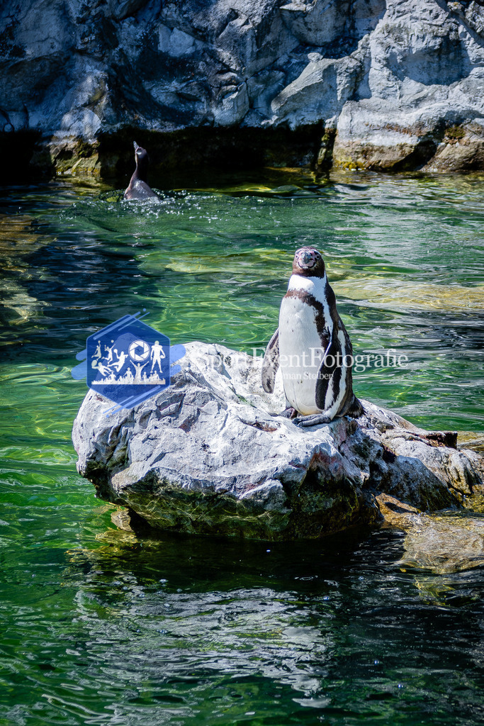 IMG_0789 | SportEventFotografie - Roman Stoiber