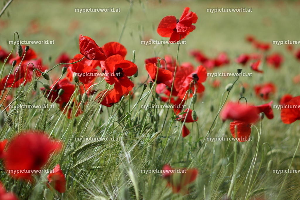 Klatschmohn-042 | Das Bilderarchiv über Tiere, Planzen und Landschaften. In der Bilddatenbank finden Sie ein große Auswahl an hochwertigen Bilder für Ihre Werbung - Realisiert mit Pictrs.com