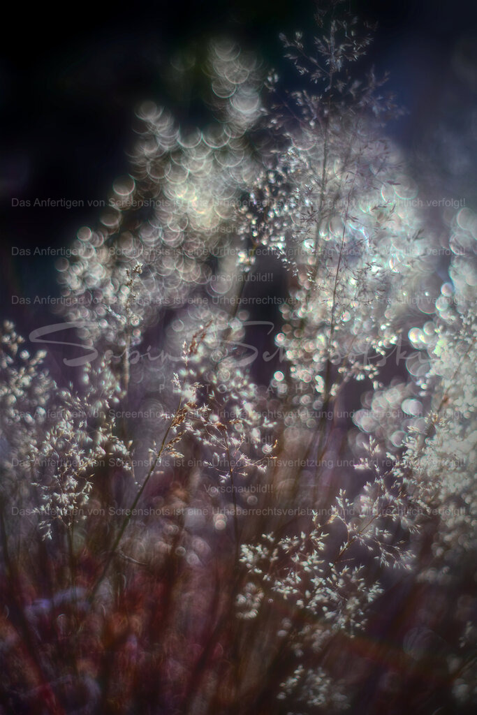 Erinnerung an den letzten Sommer | People- und Tierfotografie, Imageaufnahmen, Veranstaltungsfotografie und Wandbilder aus der Natur ★ Made in Germany ✔️ Druck + Downloads ✔️ Naturfotografie in Top Qualität ★ schneller Versand, weltweite Lieferung! - Realisiert mit Pictrs.com