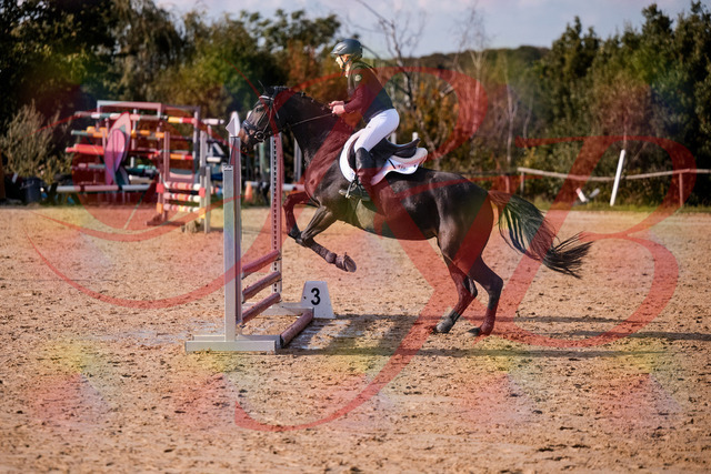 2026_10_03_Siefer-Hof_154922_Z81_68030869 | Professionelle Reitsport-, Turnier- und Eventfotografie von Robert Broda. Galerien mit ausgewählten und bearbeiteten Bildern direkt online ansehen und bestellen.