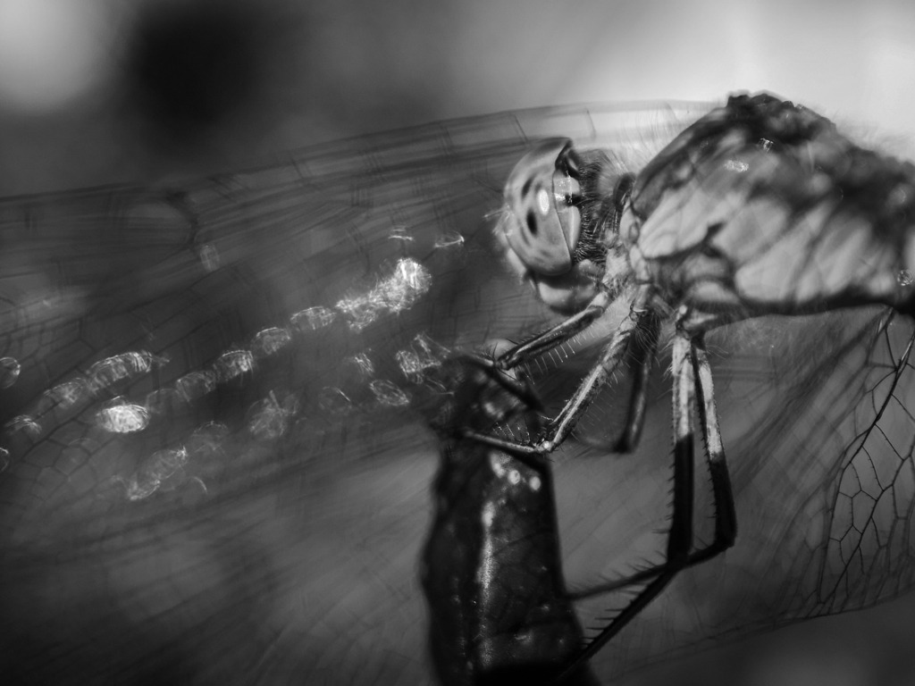 LRM_20200816_092815 | kaefersammler_roy - Realisiert mit Pictrs.com