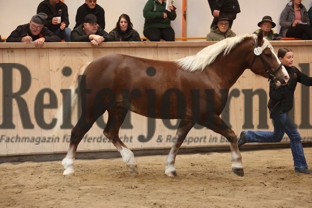 Sankt-Märgen_2026_Schwarzwälder_Stutenprämierung_KN_49_LS Polly (8) | Alle Fotos der Reiterjournal Fotografin Doris Matthaes im Reiterjournal Online-Fotoshop. - Realisiert mit Pictrs.com