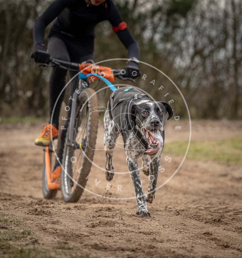 Pfotenfotografie_DV3A9124 | Hundefotografie, Tierfotograf, Pfotenfotografie, Fotoshooting Hund, Hunde Portrait, Hundesport, Hundeportraits, Heideshooting, Hunde, Sportfotograf, Hundefotograf, Turnierhundsport, THS,  - Realisiert mit Pictrs.com