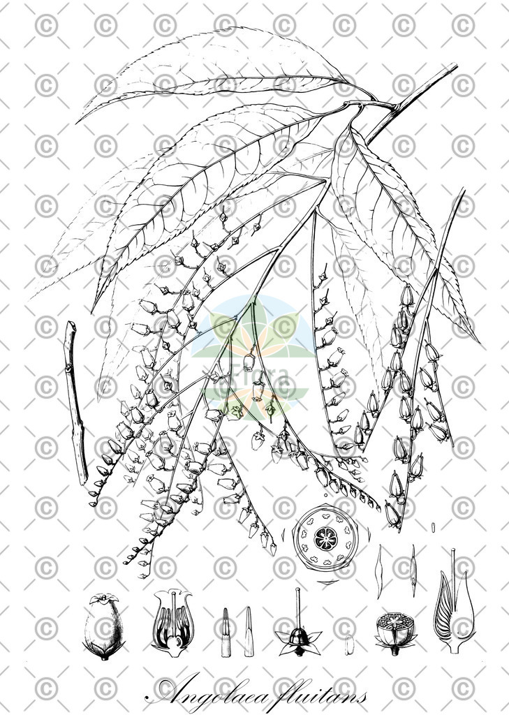 HistAbb_wfo-0000536542_451_ENZY_Simple | Historische Abbildung von Angolaea fluitans - Podostemaceae | Historical Illustration of Angolaea fluitans - Podostemaceae
