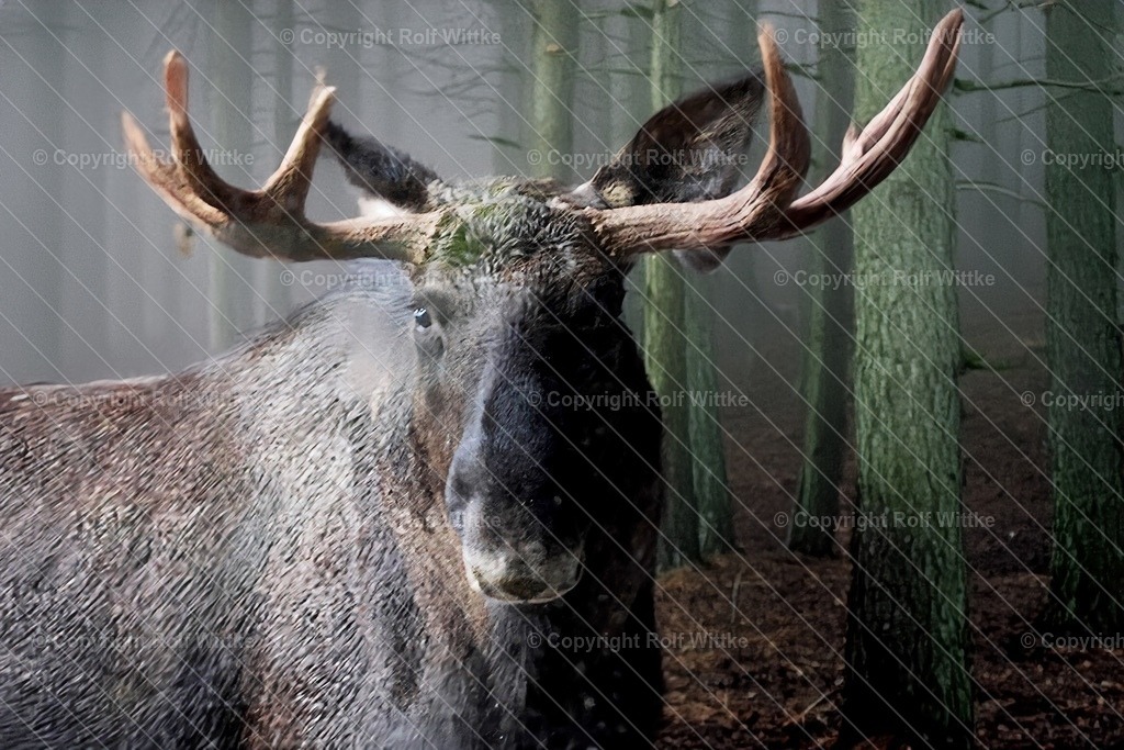 elch2.1 | der scheue Elch - Realisiert mit Pictrs.com