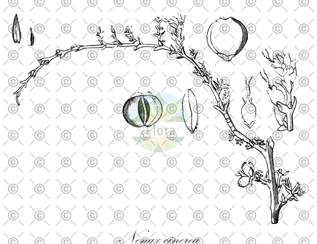 HistAbb_wfo-0000249909_2_ENZY_Simple | Historische Abbildung von Nenax cinerea - Rubiaceae | Historical Illustration of Nenax cinerea - Rubiaceae