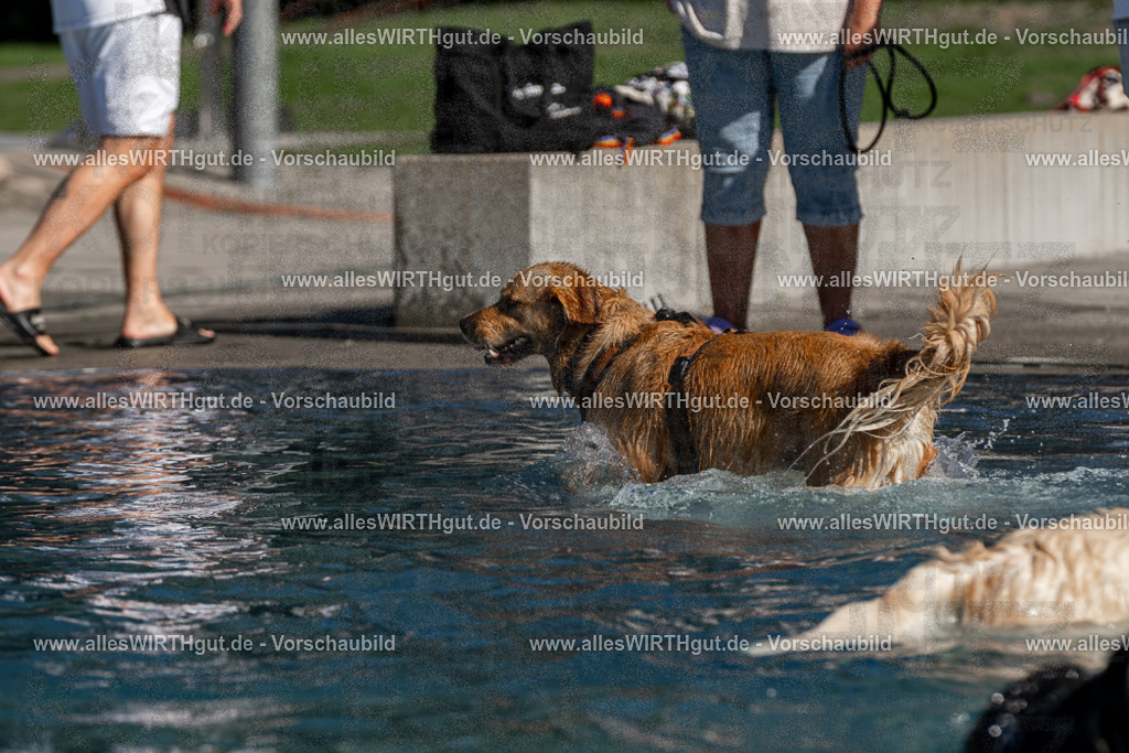 Hundeschwimmen_Volksbad_2026-allesWIRTHgut_Tierfotografie-2609061108-FAY06154 | Professionelle Tierfotografie in Mönchengladbach von Daniel Wirth (allesWIRTHgut). Liebevolle & natürliche Bilder von Hunden & Katzen für unvergessliche Erinnerungen.