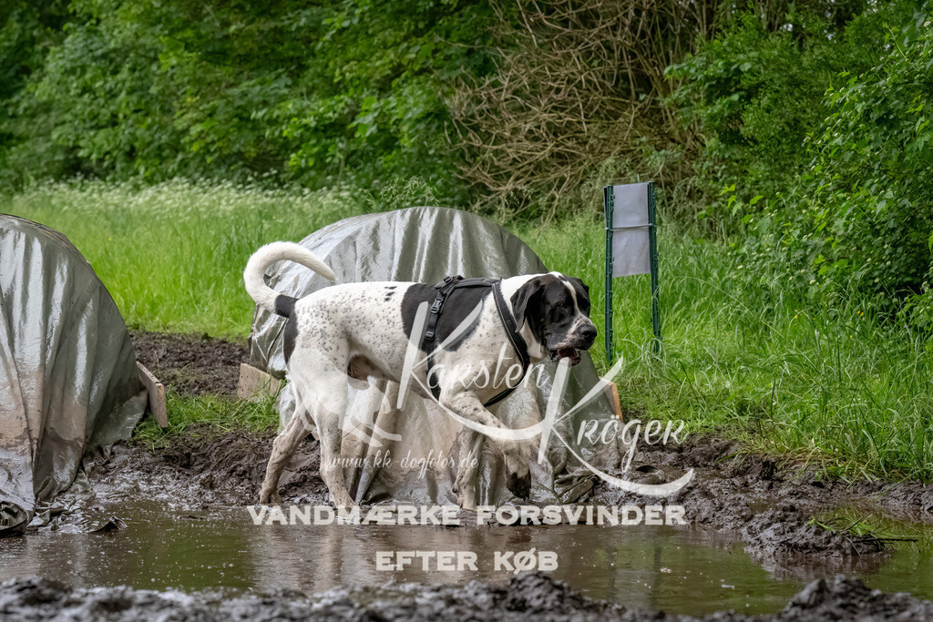 1558_ZZ91569-Bearbeitet | kk-dogfotos