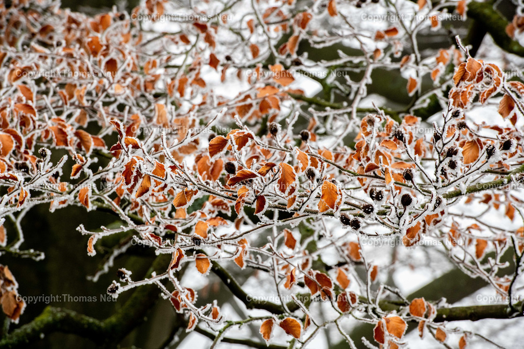 DSC_0987 | Lindenfels, Winterimpressionen aus Lindenfels, ,, Bild: Thomas Neu