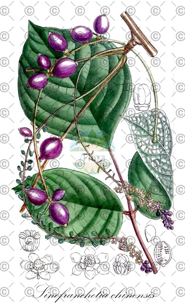 HistAbb_wfo-0000441671_1_ENZY_Simple | Historische Abbildung von Sinofranchetia chinensis - Lardizabalaceae | Historical Illustration of Sinofranchetia chinensis - Lardizabalaceae