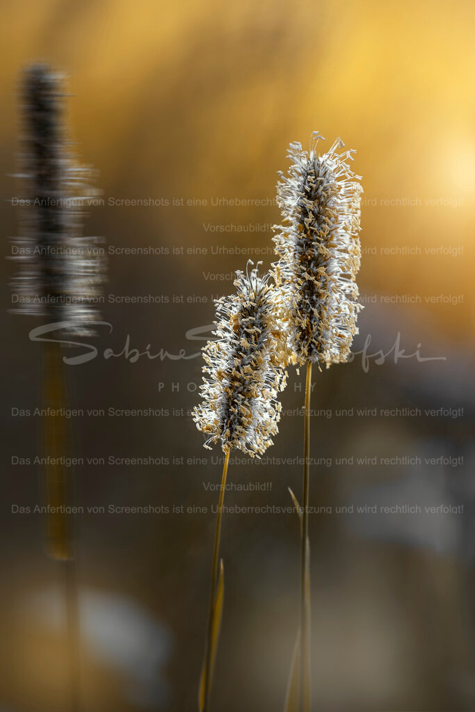 "YOU and ME" | Exklusive Naturfotografie für stilvolle Wanddekoration ★ Premium Wandbilder Made in Germany ✔️ FineArt Drucke & Downloads ✔️ Brillante Farben, höchste Qualität & weltweiter Versand ✔️ - Realisiert mit Pictrs.com