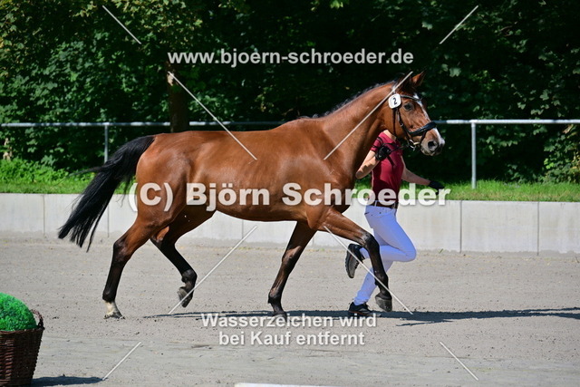 02_Chaccodella von Chaccodello - Zapateado_878_3311 | Björn Schroeder Pferdefotografie