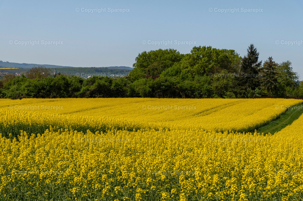 CAR_Agri_Spring_Field54 | Camera height 1,80 m - light 8/70° - Realisiert mit Pictrs.com