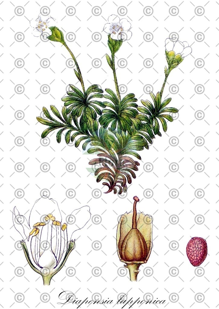 HistAbb_wfo-0000942173_1_ENZY_Simple | Historische Abbildung von Diapensia lapponica - Diapensiaceae | Historical Illustration of Diapensia lapponica - Diapensiaceae (diapensia;diapensie de laponie)