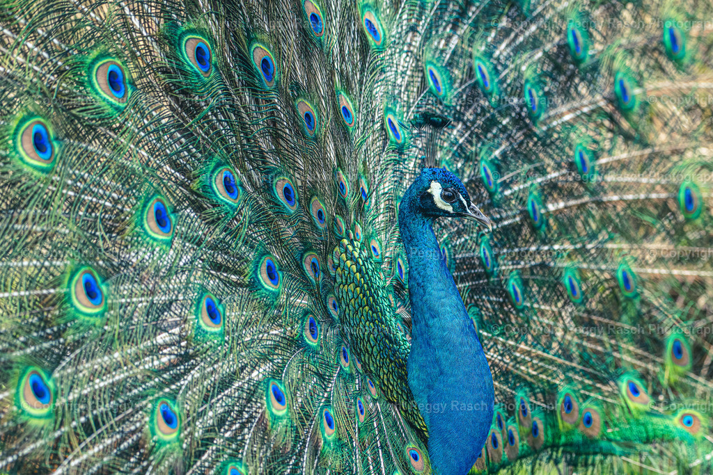 Vogelpark_Niendorf_April_2023 (26) | PeggyRaschPhotography - Realisiert mit Pictrs.com