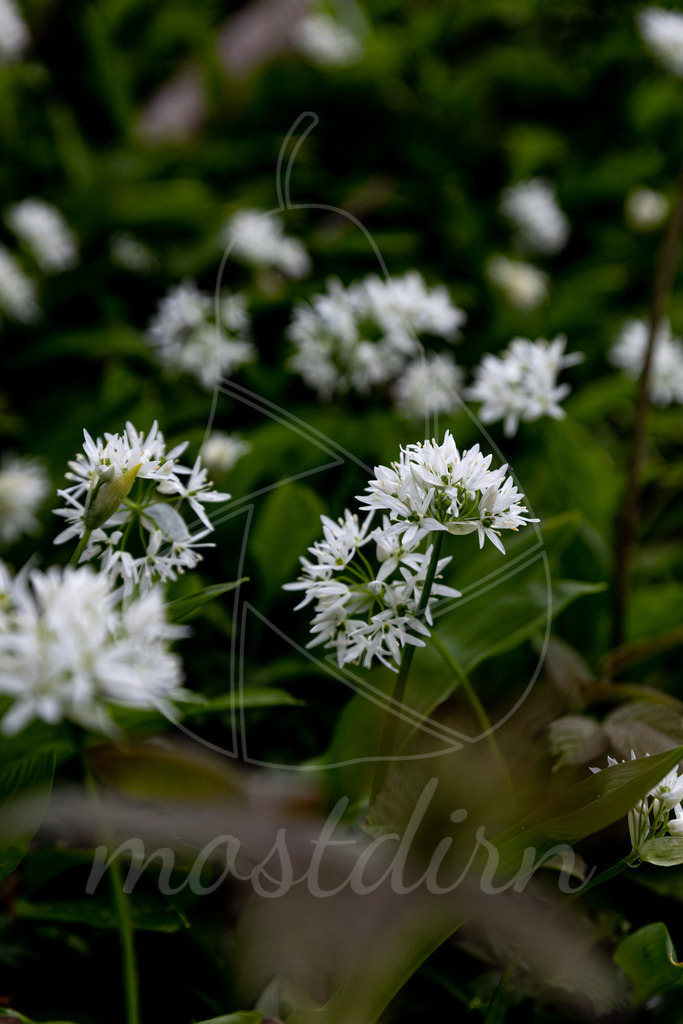 Die Bärlauchblüte | Bei Veröffentlichung des Bildes ist eine Namensnennung wie folgt erforderlich: 
Foto: Mostdirn Irmgard Wieser
 - Realisiert mit Pictrs.com