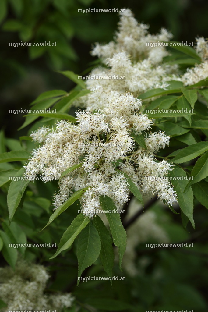 Manna-Esche-004 | Das Bilderarchiv über Tiere, Planzen und Landschaften. In der Bilddatenbank finden Sie ein große Auswahl an hochwertigen Bilder für Ihre Werbung - Realisiert mit Pictrs.com