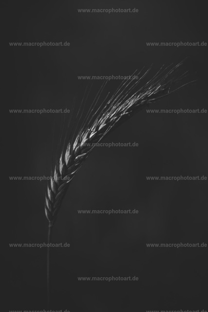 Weizenähre | Makroaufnahme einer Weizenähre - Realisiert mit Pictrs.com