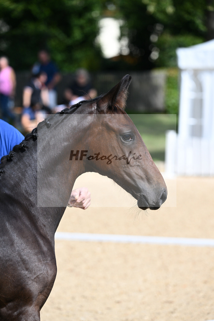 Kat-Nr. 5 SF DSP Va Bene x Samaro_Reissler__27230118 | hf-fotografie - Realisiert mit Pictrs.com