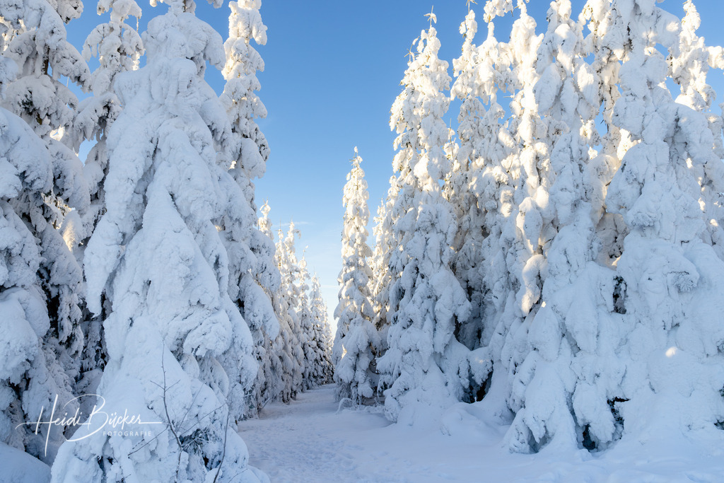 Winterlandschaft mit verschneiten Bäumen | Schneebedeckte Tannen auf dem Kahler Asten bei Winterberg - Realisiert mit Pictrs.com
