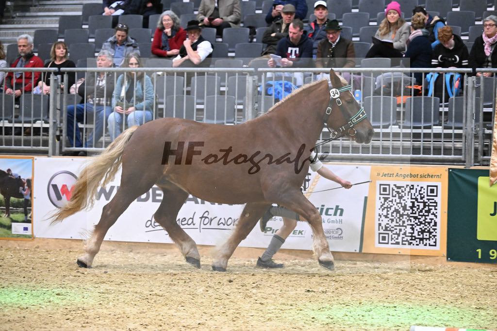 Kat-Nr. 34 Polly v. Sandro_Schmalzl_1260513 | hf-fotografie - Realisiert mit Pictrs.com