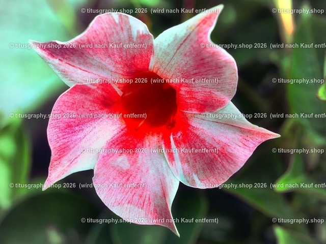 titusgraphy-P6100542_var-166 | Fotokunstarbeit aus der INSTAGRAM-Gallerie auf titusgraphy.eu - Realisiert mit Pictrs.com