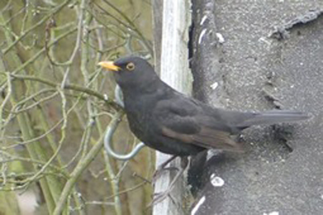 Amsel zwischen Natur und Zivilisation  | Verkauf von Fotos und  Videoclips zumThema Natur.Motive sind Pflanzen, Tiere, Landschaftenund Wetter