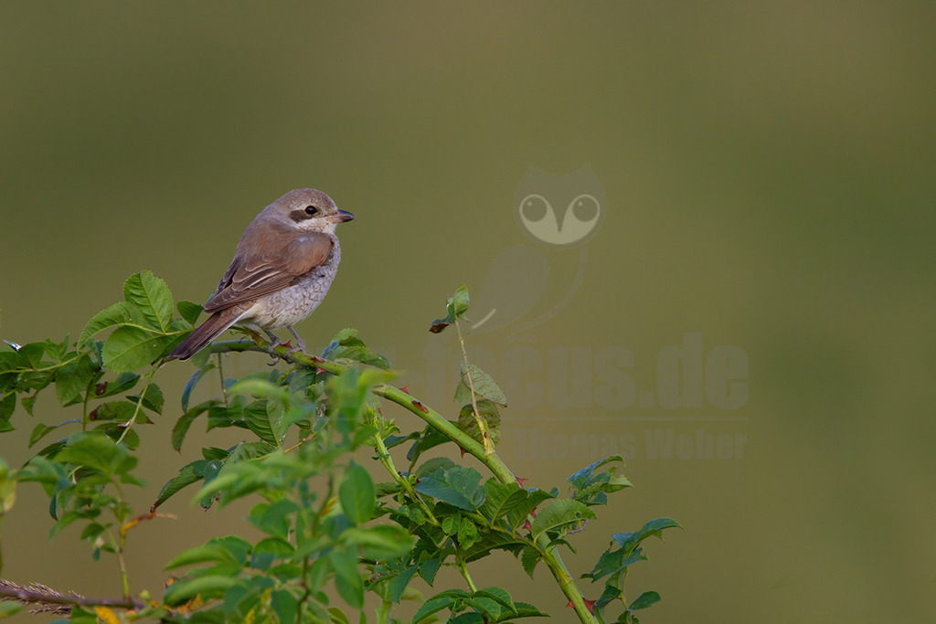 20120729203554 | Der Neuntöter oder Rotrückenwürger ist eine Vogelart aus der Familie der Würger und in Mitteleuropa die häufigste Würgerart. Er ist vor allem durch sein Verhalten bekannt, Beutetiere auf Dornen aufzuspießen. Zu seiner Nahrung zählen vorwiegend Großinsekten, aber auch kleine Säugetiere und Vögel. - Realisiert mit Pictrs.com