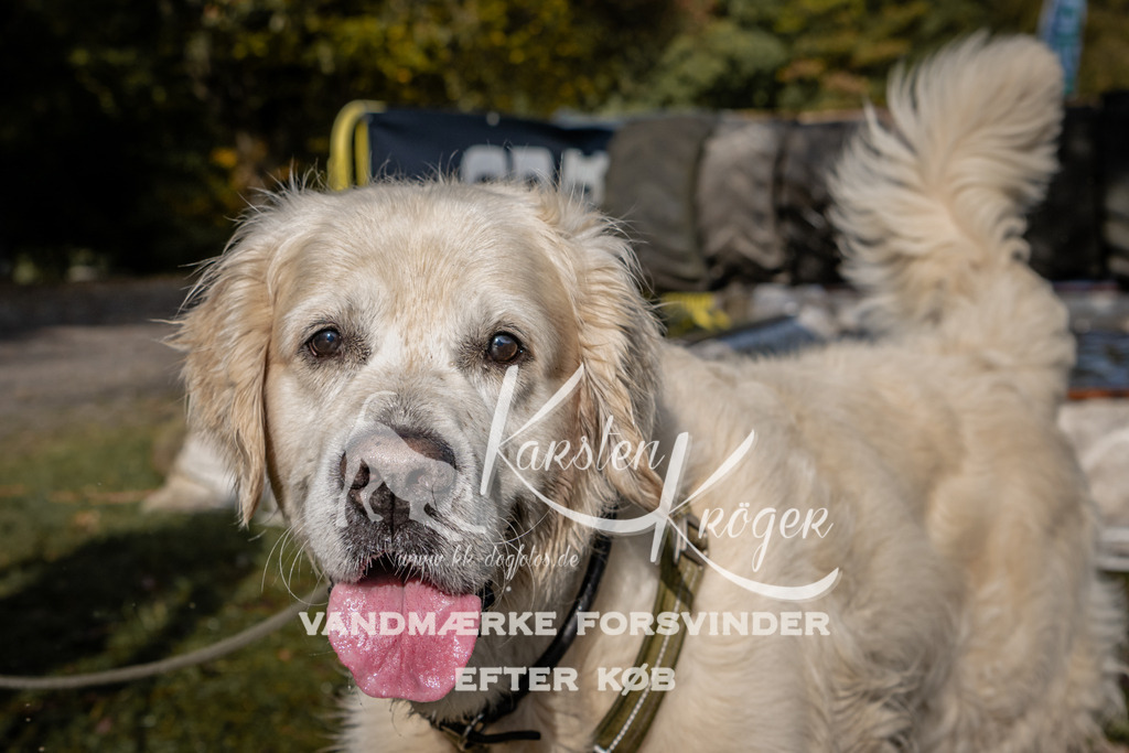 1301_ZZ91618 | kk-dogfotos