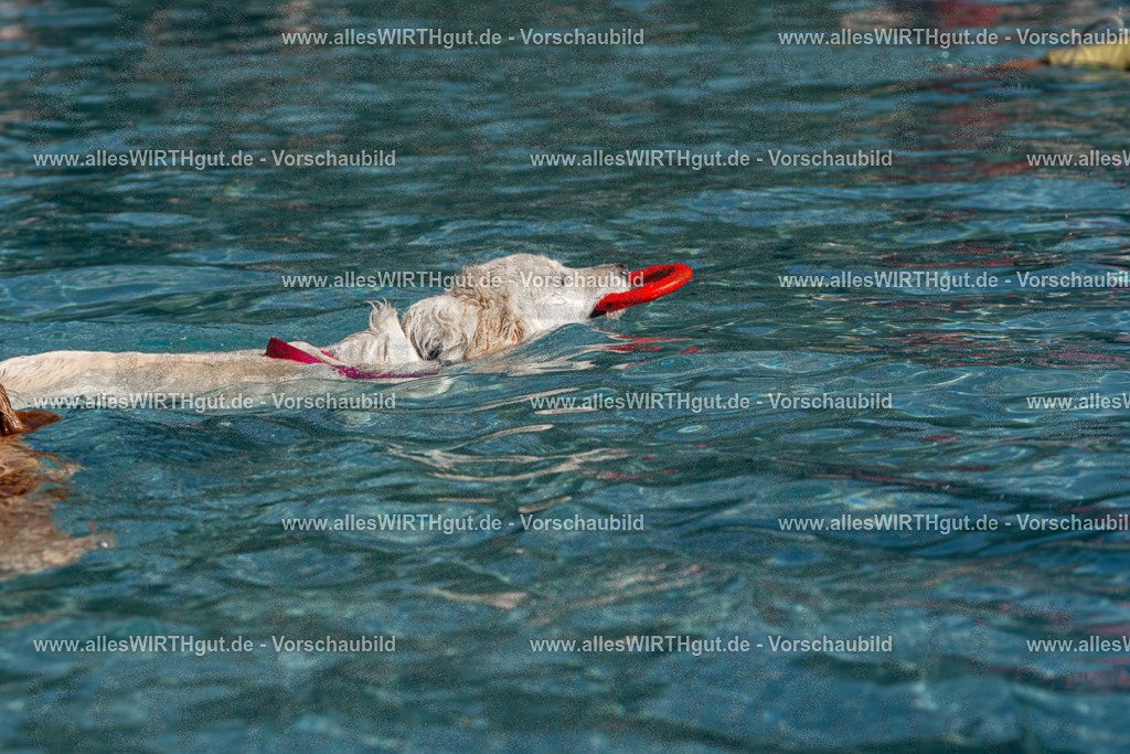 Hundeschwimmen_Volksbad_2026-allesWIRTHgut_Tierfotografie-2609061218-FAY06437 | Professionelle Tierfotografie in Mönchengladbach von Daniel Wirth (allesWIRTHgut). Liebevolle & natürliche Bilder von Hunden & Katzen für unvergessliche Erinnerungen.