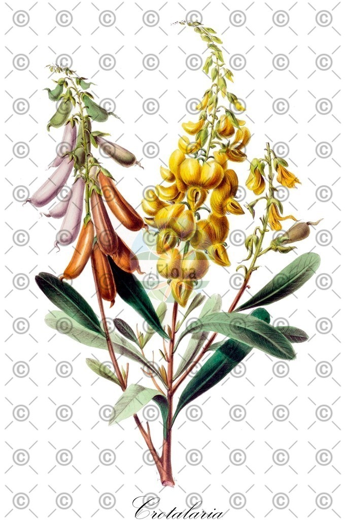 HistAbb_wfo-0000927219_1_ENZY_Simple | Historische Abbildung von Crotalaria - Fabaceae | Historical Illustration of Crotalaria - Fabaceae