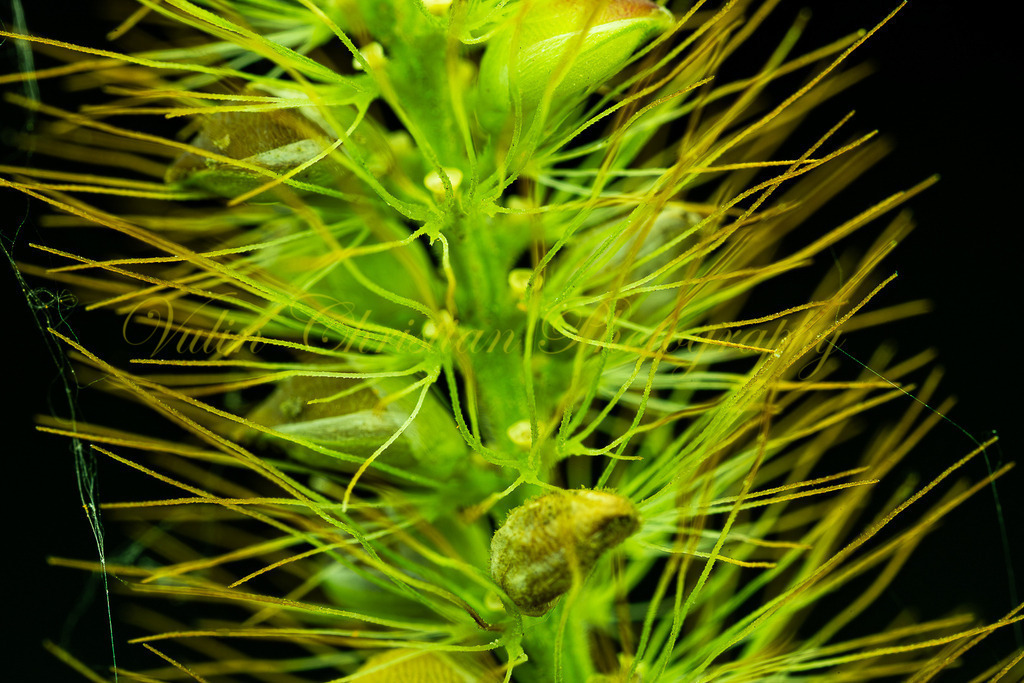 P 118 | Christian Vulin  - Realisiert mit Pictrs.com