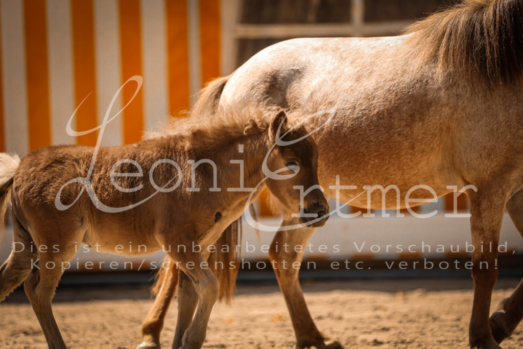 01.DoKR00122 | Leoni Ertmer Photography - Realisiert mit Pictrs.com