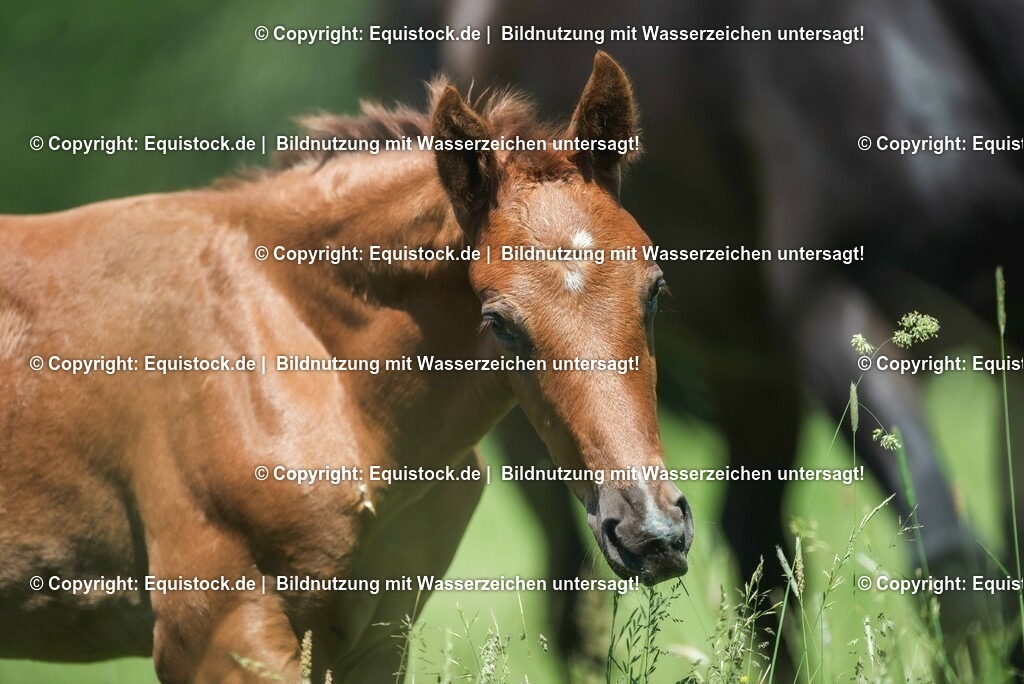 20210617_Fohlen_0142 | Foto: Thomas Hartig