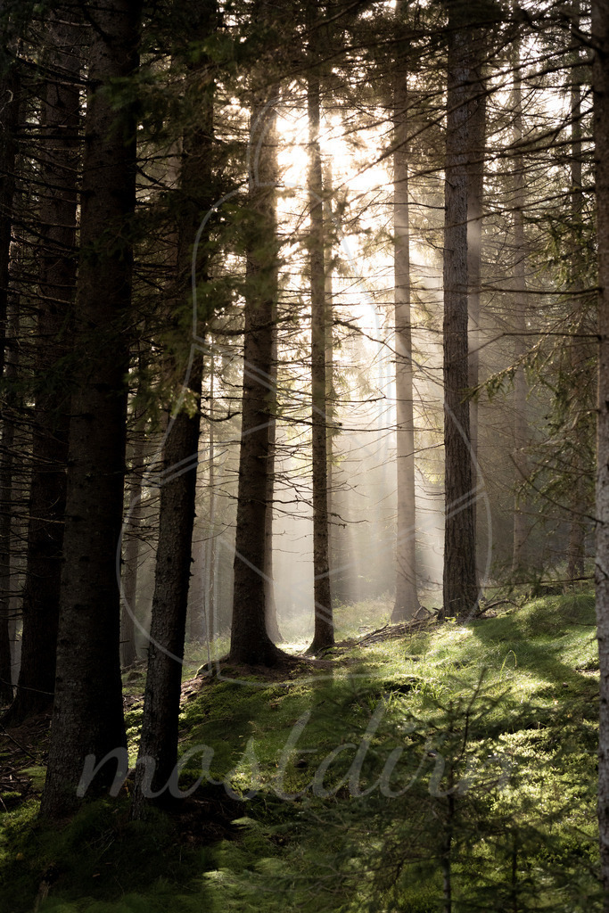 Waldspaziergang | Bei Veröffentlichung des Bildes ist eine Namensnennung wie folgt erforderlich: 
Foto: Mostdirn Irmgard Wieser - Realisiert mit Pictrs.com