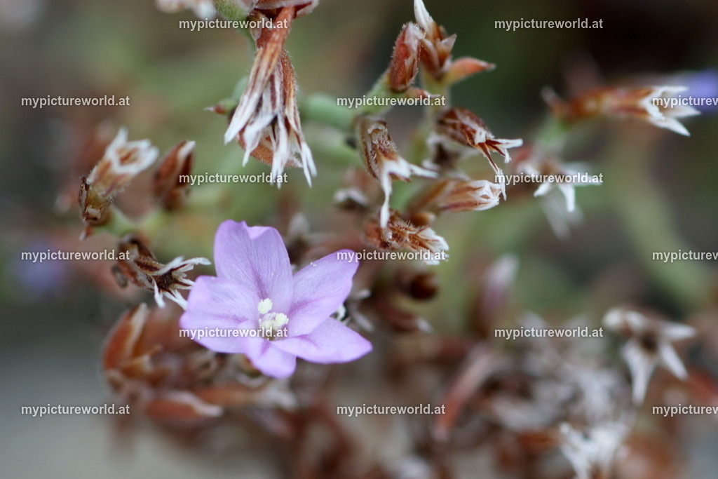 Gitter-Strandflieder-002 | Das Bilderarchiv über Tiere, Planzen und Landschaften. In der Bilddatenbank finden Sie ein große Auswahl an hochwertigen Bilder für Ihre Werbung - Realized with Pictrs.com
