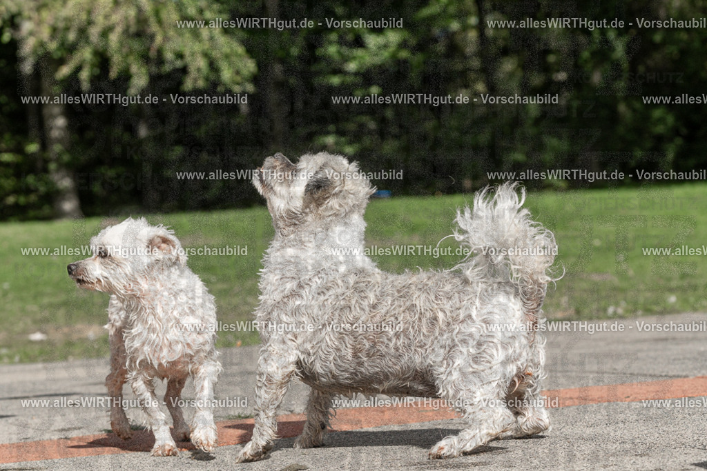 Hundeschwimmen_Volksbad_2026-allesWIRTHgut_Tierfotografie-2609061519-FAY07179 | Professionelle Tierfotografie in Mönchengladbach von Daniel Wirth (allesWIRTHgut). Liebevolle & natürliche Bilder von Hunden & Katzen für unvergessliche Erinnerungen.