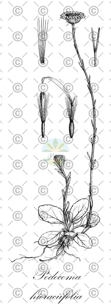 HistAbb_wfo-0000279404_1_ENZY_Simple | Historische Abbildung von Podocoma hieraciifolia - Asteraceae | Historical Illustration of Podocoma hieraciifolia - Asteraceae