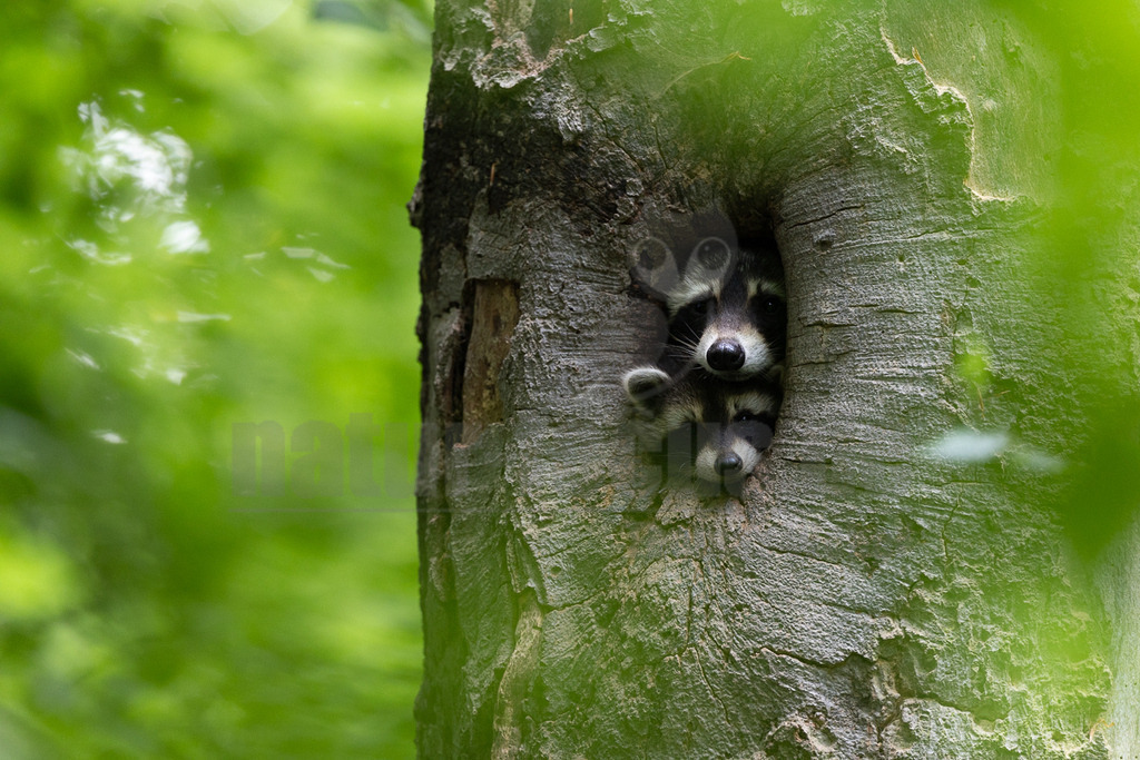 _5II3378_20250602 | Das Bild zeigt zwei junge Waschbären (Procyon lotor), die aus einer dunklen Baumhöhle in einem dicken Baumstamm hervorlugen. Der obere Waschbär ist vollständig sichtbar, während der untere nur teilweise zu sehen ist, mit seinem Kopf direkt unter dem des oberen Tieres. Beide haben die charakteristische schwarze Gesichtsmaske und helle Schnauzen. Ihre Augen sind wachsam und neugierig auf die Welt außerhalb ihrer Höhle gerichtet. Der Baumstamm ist von einer rauen, grauen Rinde bedeckt. Im Hintergrund und an den Seiten ist ein weiches, unscharfes Grün von Blättern und Vegetation zu erkennen, was auf einen Wald oder Buchenwald im Frühling hindeutet. Die Szene strahlt eine Atmosphäre von Wildnis und dem Beginn neuen Lebens aus. - Realisiert mit Pictrs.com