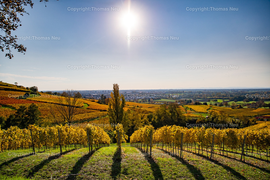 DSC_9831 | Herbst an der Hessischen Bergstrasse,  Weinberge zwischen Bensheim und Heppenheim, goldener Oktober, indian summer, ,, Bild: Thomas Neu