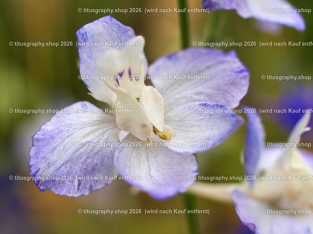 titusgraphy_P7062534-vz-ln | titusgraphy-shop: Geschenkideen mit Qualitätsfotos. titusgraphy-shop: gift ideas with quality photos. titusgraphy-shop: idées cadeaux avec photos de qualité.  - Realisiert mit Pictrs.com