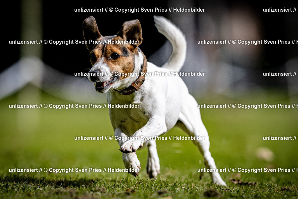 Sven Pries | 2025-10-03 - Hunderennen Obergrombach - Realisiert mit Pictrs.com