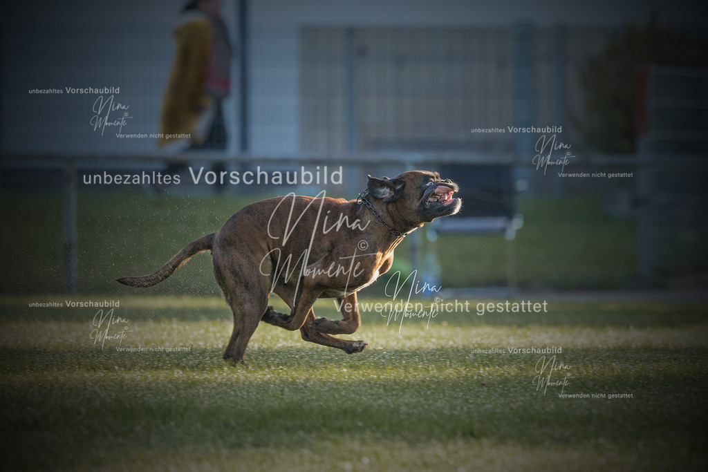 _16A5999-1 | Einzigartige Fotos von Hunden & Menschen –Actionfotos, Portraits, Vereinsaufnahmen & Paarshootings – authentisch, lebendig & mit Herz.