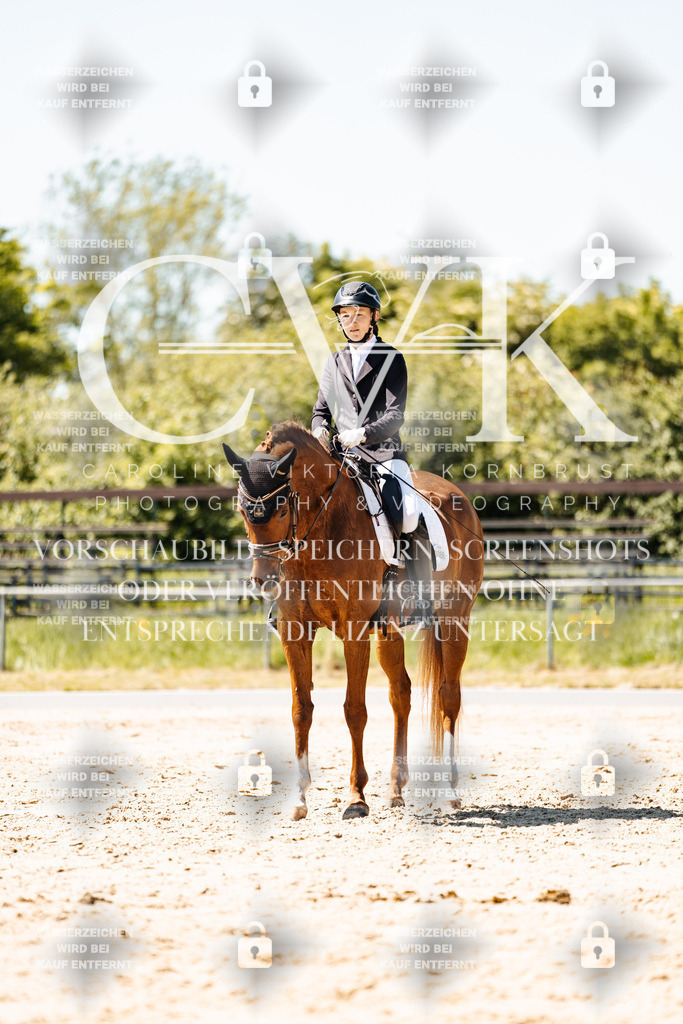 CK905961 | Turnierfotografie Pferdefotografie Trier Rheinland-Pfalz Pferdesport Reitsport Tierfotografie Sportfotografie Pferdevideo Pferdevideografie Equestrianvideography equestrianphotography  - Realisiert mit Pictrs.com