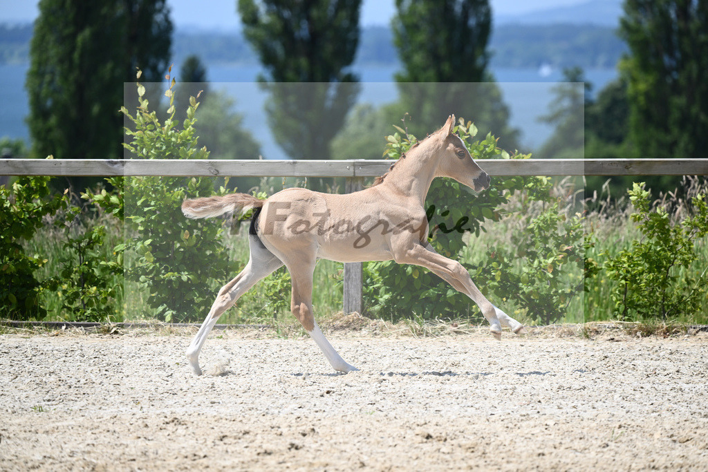 Kat-Nr. 15 SF Reitlands Diamonds Gold_Butolo_15230331 | hf-fotografie - Realizzato con Pictrs.com