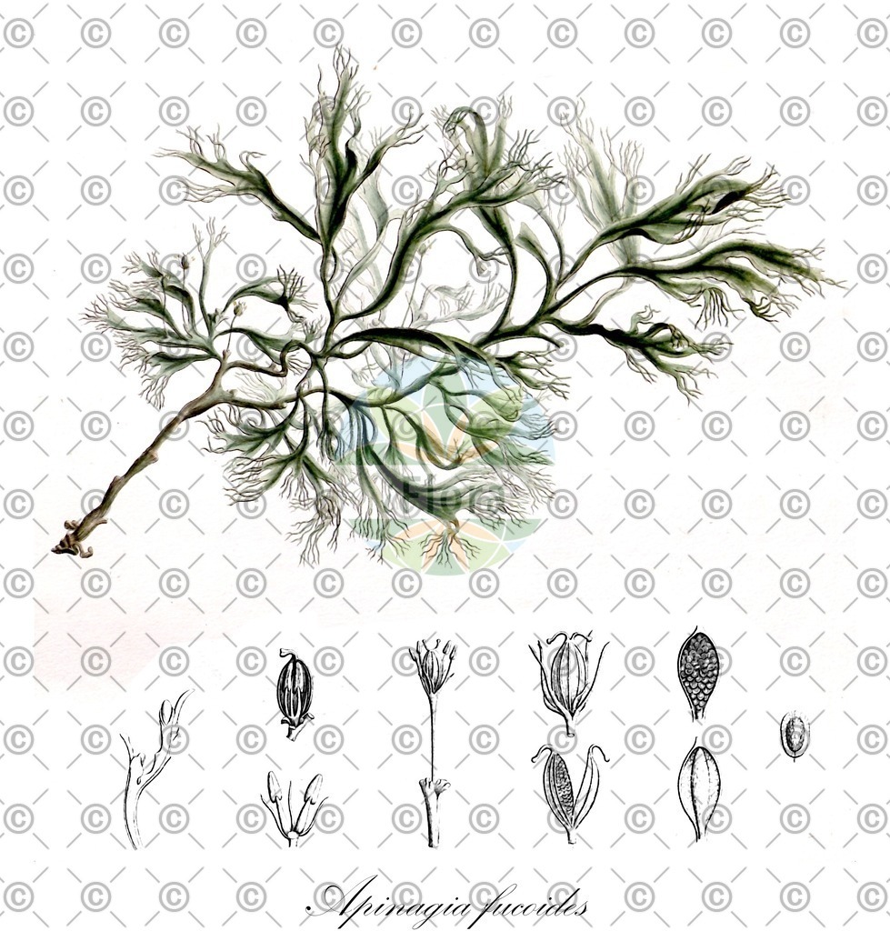 HistAbb_YMG_1_ENZY_Simple | Historische Abbildung von Apinagia fucoides - Podostemaceae | Historical Illustration of Apinagia fucoides - Podostemaceae