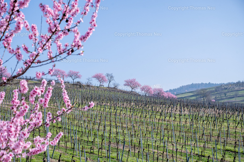 mandelbluete-bergstrasse-weinberge-bensheim-heppenheim-fruehling-Fotografie-Thomas-Neu-26 | Die Mandelblüte an der Hessischen Bergstraße gehört zu den schönsten Frühlingsmomenten der Region. Ein blühender Mandelbaum steht oberhalb der Weinberge zwischen Bensheim und Heppenheim und bietet einen weiten Blick über die Rebenlandschaft.  Die Kombination aus blühenden Mandelbäumen, Weinbergen und der sanften Landschaft der Bergstraße macht diese Szene zu einem typischen Motiv des Frühlings in Südhessen.,Bild: Thomas Neu