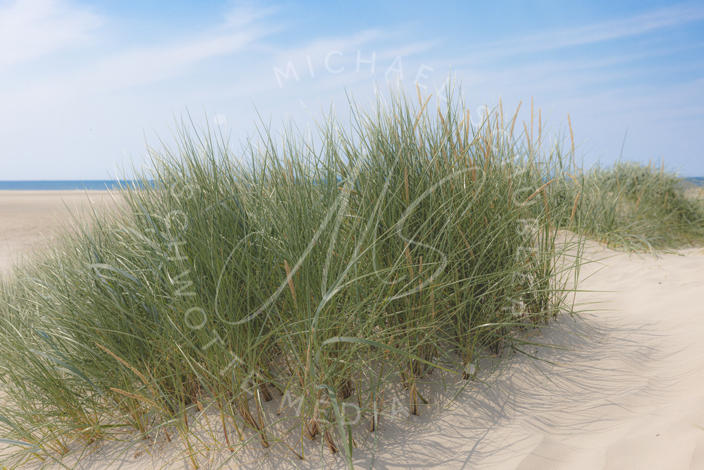 2021-07-24 Strand Duenen Moewen SPO - 003 | Dünengras am Strand von St.Peter-Ording - Realisiert mit Pictrs.com