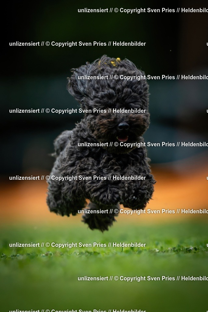 Sven Pries | 19. Allgemeines Hunderennen Karlsruhe Durlach - Realisiert mit Pictrs.com