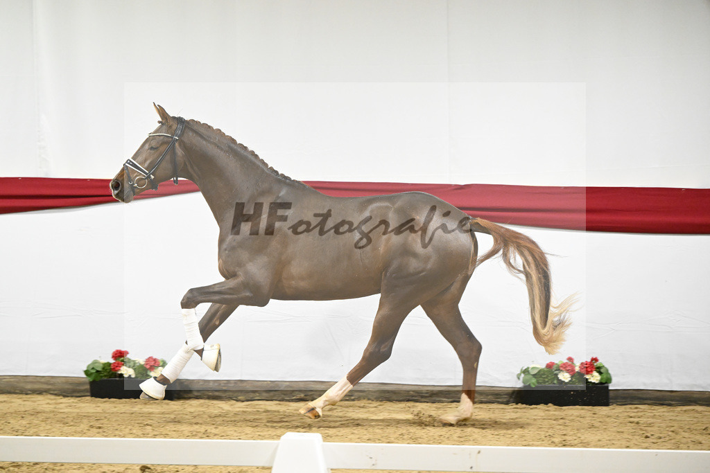 Kat-Nr. 6 v. Vitalis_Beckmann_63220191 | hf-fotografie - Realizzato con Pictrs.com